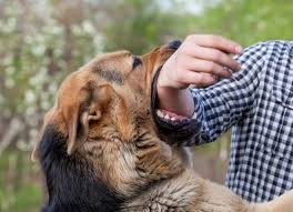 In North Karachi Town, Sector 5E, a stray dog attacked a young girl, Residential Peoples