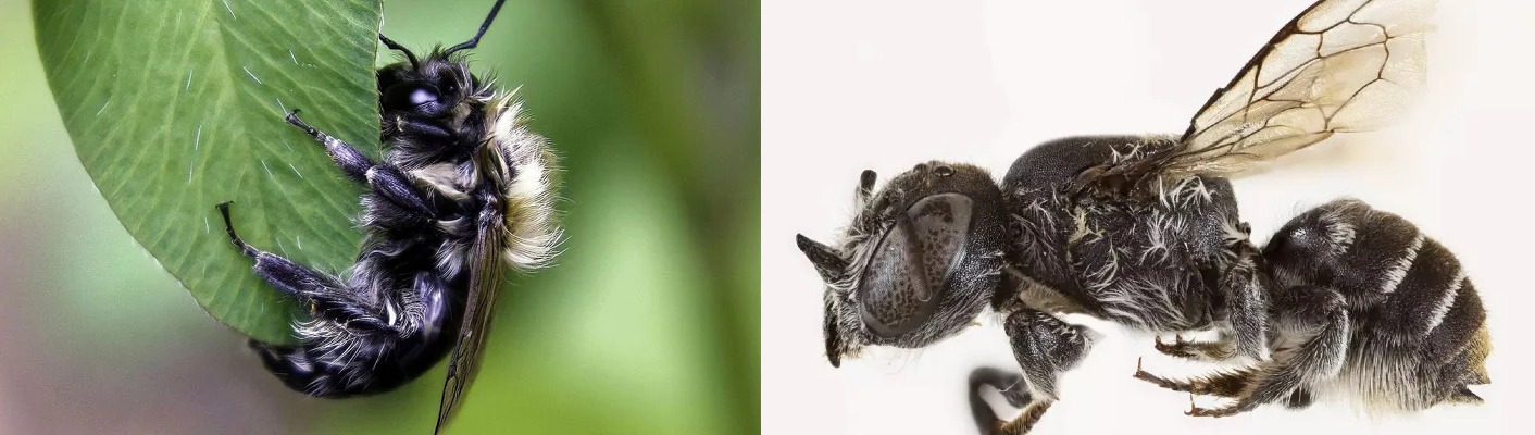 سائنسدانوں کی نئی دریافت: مغربی آسٹریلیا میں ’شیطانی مکھی‘ لوسیفر کی شناخت