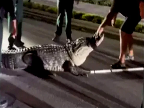 14 فٹ لمبے مگرمچھ کا انوکھا دھرنا، فلوریڈا کی سڑک پر ٹریفک جام