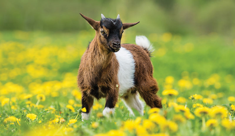 بھارت: مادہ کتے نے بکری کے بچے کو دودھ پلا کر جان بچائی