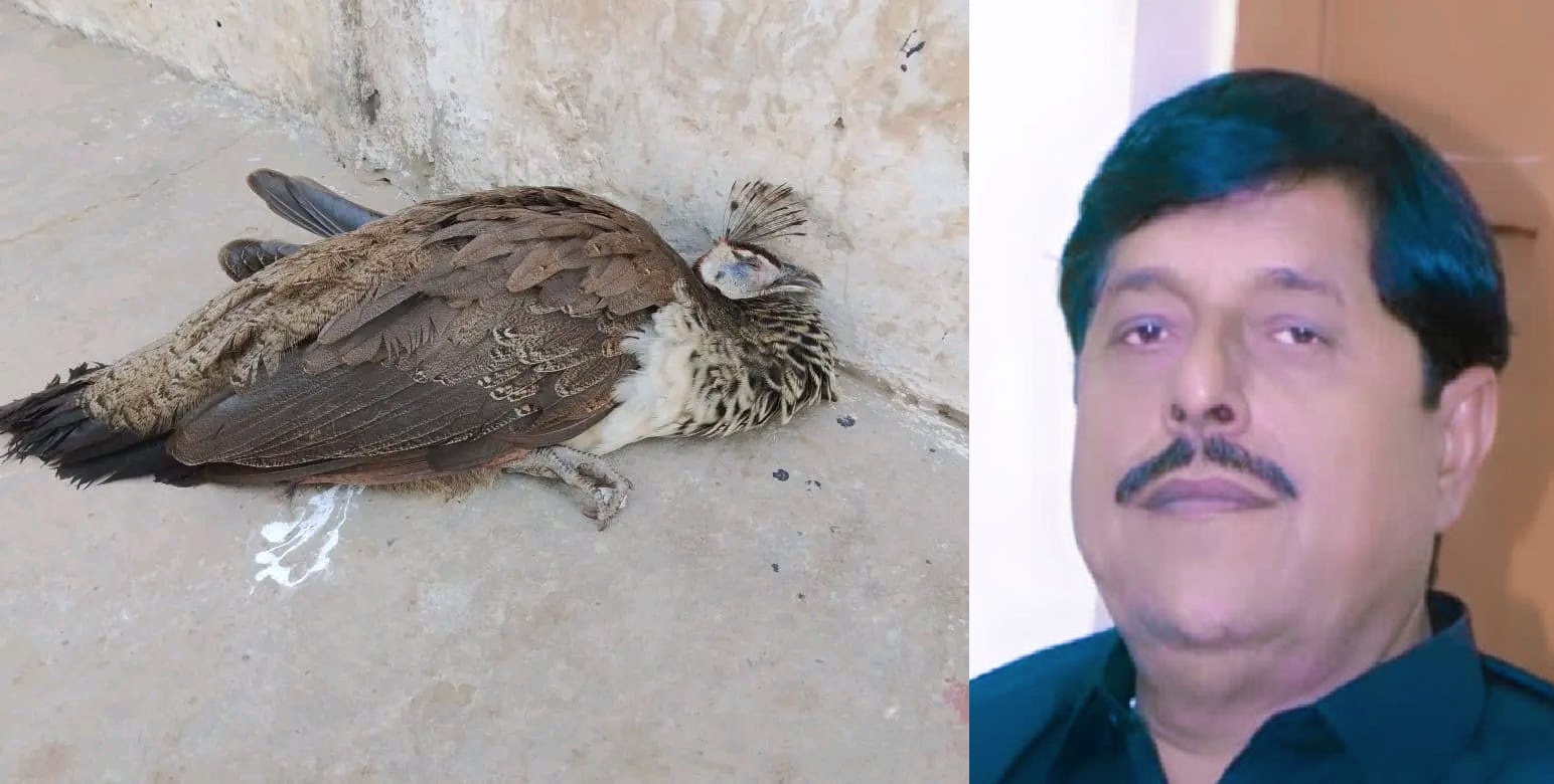 ٿر، مور ۽ ڪائنات جي حسين  تخليق سنڌ