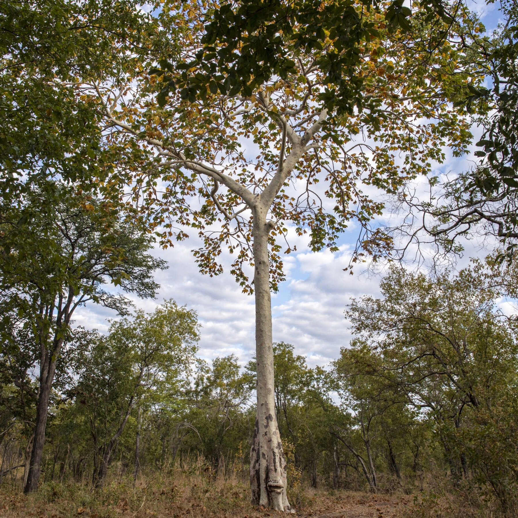 Blue Carbon Is One of Many Companies Inking Carbon Market Deals