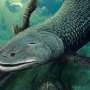 An ancient Australian air-breathing fish from 380 million years ago