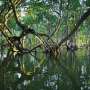 Mangrove blue carbon at higher risk of microplastic pollution