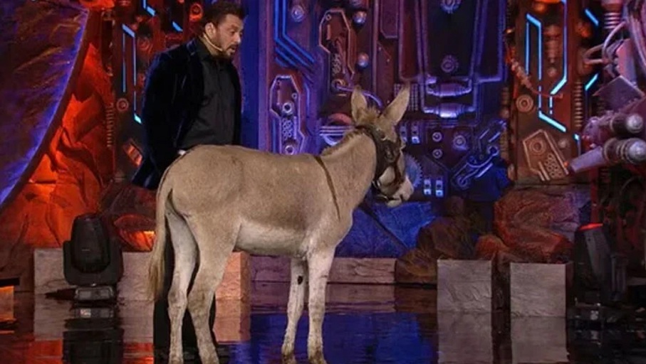 Donkey's entry in Bigg Boss, India shakes