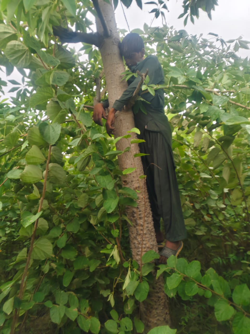 Body of Young Man Found Hanging from Tree, Murder Suspected