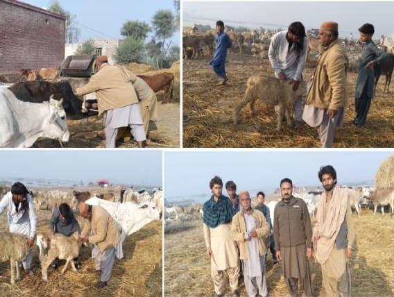 ڏوڪري ۾ جانورن کي مخلتف بيمارين کان بچاءُ لاءِ ويڪسين لڳائي وئي