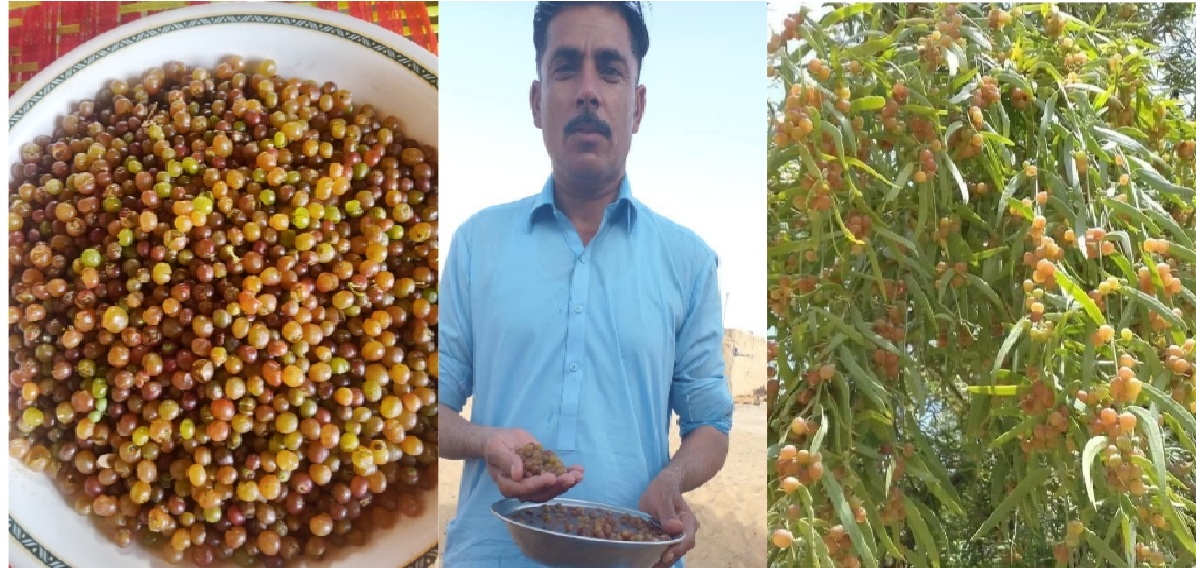 گاجي باغ جا پيرون — ڪاڇي جي محبت جي مٺڙي سوکڙي